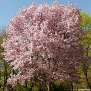 Autumnalis Flowering Cherry Tree – Live Plant – Twice-Blooming Pink Blossoms – USDA Zones 5-8 - Image 1