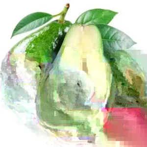 Avocado Live Plant - Fruit Tree, Up to 2 ft Tall, Indoor/Outdoor - Image 1