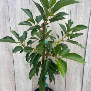 Avocado Tree Live Plant – Persea americana Grafted – 3 Gallon Pot – Outdoor Fruit Tree - Image 10