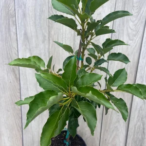 Avocado Tree Live Plant – Persea americana Grafted – 3 Gallon Pot – Outdoor Fruit Tree - Image 3