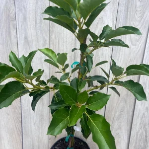 Avocado Tree Live Plant – Persea americana Grafted – 3 Gallon Pot – Outdoor Fruit Tree - Image 4