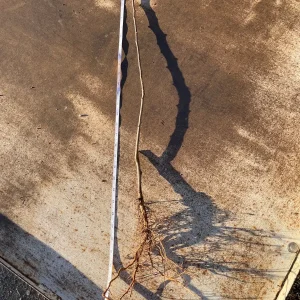 Ayers Pear Tree Bare Root – 2-3 ft Tall – Self-Pollinating Fruit Tree - Image 2