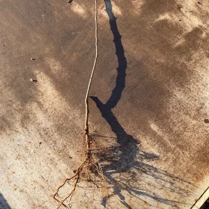 Ayers Pear Tree Bare Root – 2-3 ft Tall – Self-Pollinating Fruit Tree - Image 3