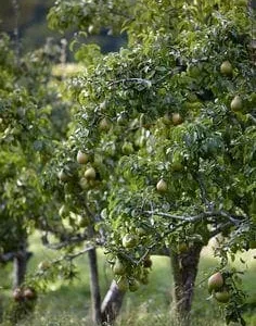 Ayers Pear Tree Bare Root - Sweet Heirloom Fruit Tree, Zones 5-8 - Image 2