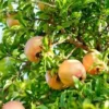 Azadi Pomegranate Live Plant - Rare Soft-Seeded Fruit Tree for USDA Zones 8-11 - Image 1