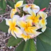 Aztec Gold Frangipani Plumeria Unrooted Cutting 10-12 in - Tropical Live Plant - Image 1