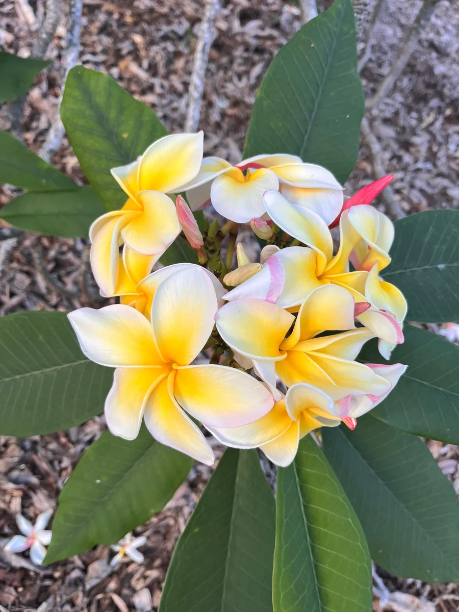 Aztec Gold Frangipani Plumeria Unrooted Cutting 10-12 in - Tropical Live Plant - Image 2