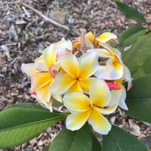 Aztec Gold Frangipani Plumeria Unrooted Cutting 10-12 in - Tropical Live Plant - Image 3