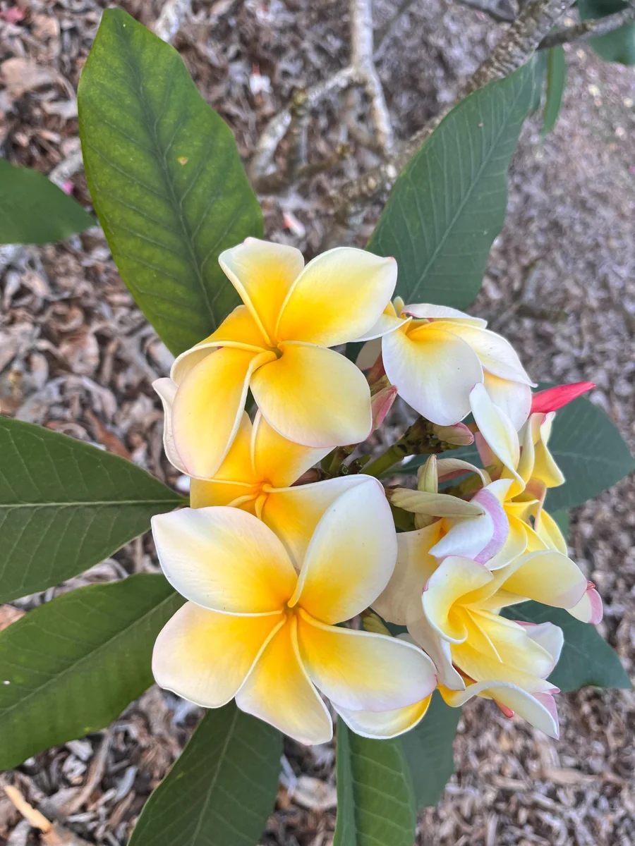 Aztec Gold Frangipani Plumeria Unrooted Cutting 10-12 in - Tropical Live Plant - Image 4