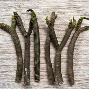 Aztec Gold Frangipani Plumeria Unrooted Cutting 10-12 in - Tropical Live Plant - Image 5