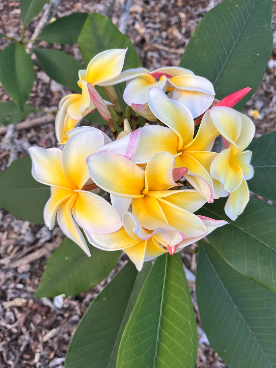 Aztec Gold Frangipani Plumeria Unrooted Cutting 10-12 in - Tropical Live Plant - Image 1