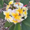 Aztec Gold Plumeria Unrooted Cutting 10-12 in - Fragrant Tropical Plant - Image 1