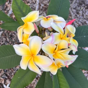 Aztec Gold Plumeria Unrooted Cutting 10-12 in - Fragrant Tropical Plant - Image 2