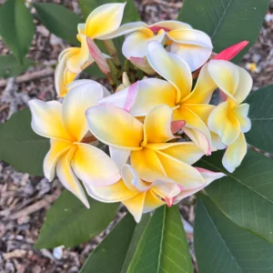 Aztec Gold Plumeria Unrooted Cutting 10-12 in - Fragrant Tropical Plant - Image 1