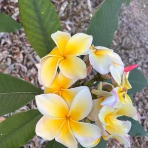 Aztec Gold Plumeria Unrooted Cutting 10-12 in - Fragrant Tropical Plant - Image 4