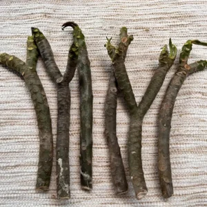 Aztec Gold Plumeria Unrooted Cutting 10-12 in - Fragrant Tropical Plant - Image 5