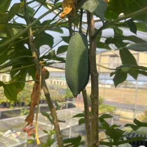 Babaco Mountain Papaya Live Plant - Rare Tropical Fruit Tree, 1-2 lbs Fruit - Image 2