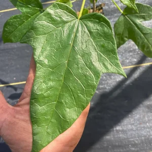 Babaco Mountain Papaya Live Plant - Rare Tropical Fruit Tree, 1-2 lbs Fruit - Image 3