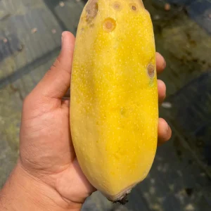 Babaco Mountain Papaya Live Plant - Rare Tropical Fruit Tree, 1-2 lbs Fruit - Image 4