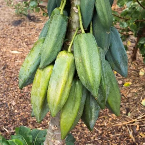 Babaco Mountain Papaya Live Plant - Rare Tropical Fruit Tree, 1-2 lbs Fruit - Image 5