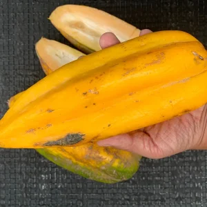 Babaco Mountain Papaya Live Plant - Rare Tropical Fruit Tree, 1-2 lbs Fruit - Image 6