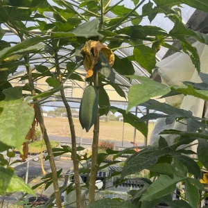 Babaco Mountain Papaya Live Plant - Rare Tropical Fruit Tree, 1-2 lbs Fruit - Image 7