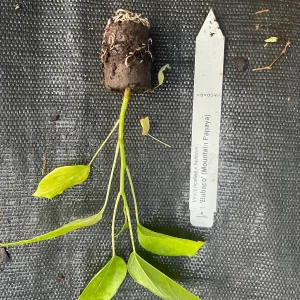 Babaco Mountain Papaya Live Plant - Rare Tropical Fruit Tree, 1-2 lbs Fruit - Image 8