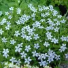 Baby Blue Star Carpet Plant - Pratia Pedunculata Live Plant - 2.5" Pot - Image 1