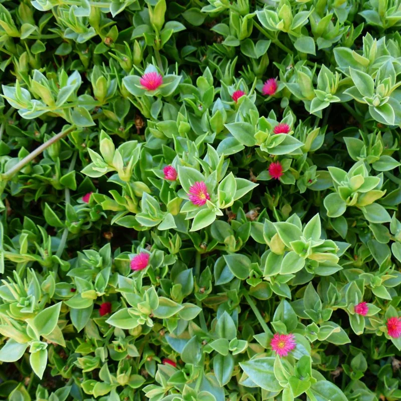 Baby Sun Rose Plant Live Succulent, 4'' Pot, Ice Plant Groundcover - Image 2