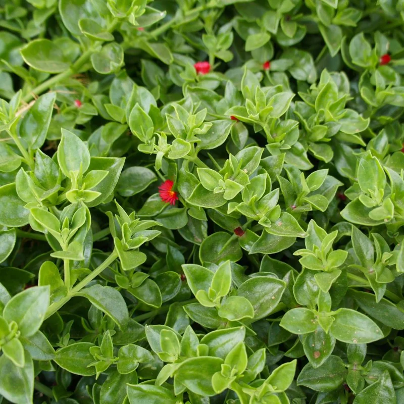 Baby Sun Rose Plant Live Succulent, 4'' Pot, Ice Plant Groundcover - Image 3