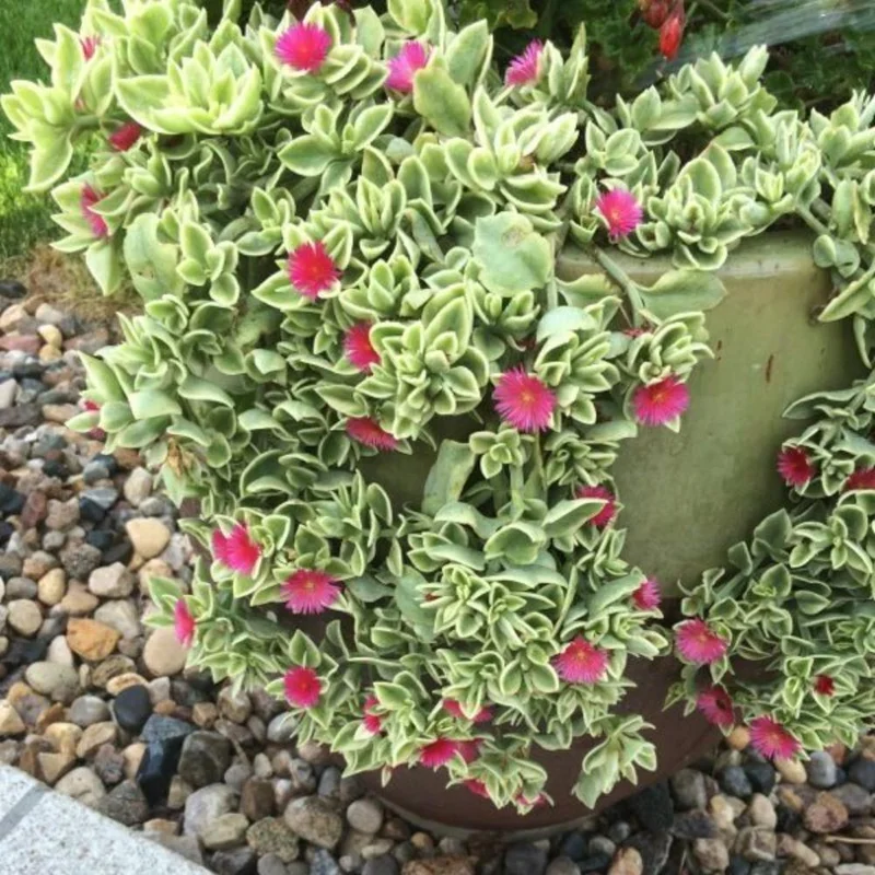 Baby Sun Rose Plant Live Succulent, 4'' Pot, Ice Plant Groundcover - Image 4