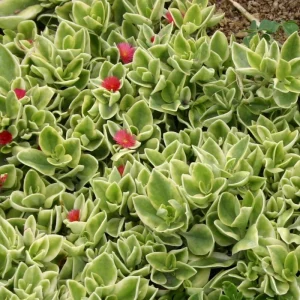 Baby Sun Rose Plant Live Succulent, 4'' Pot, Ice Plant Groundcover - Image 5