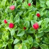 Baby Sun Rose Plant Live Succulent, 4'' Pot, Ice Plant Groundcover - Image 1