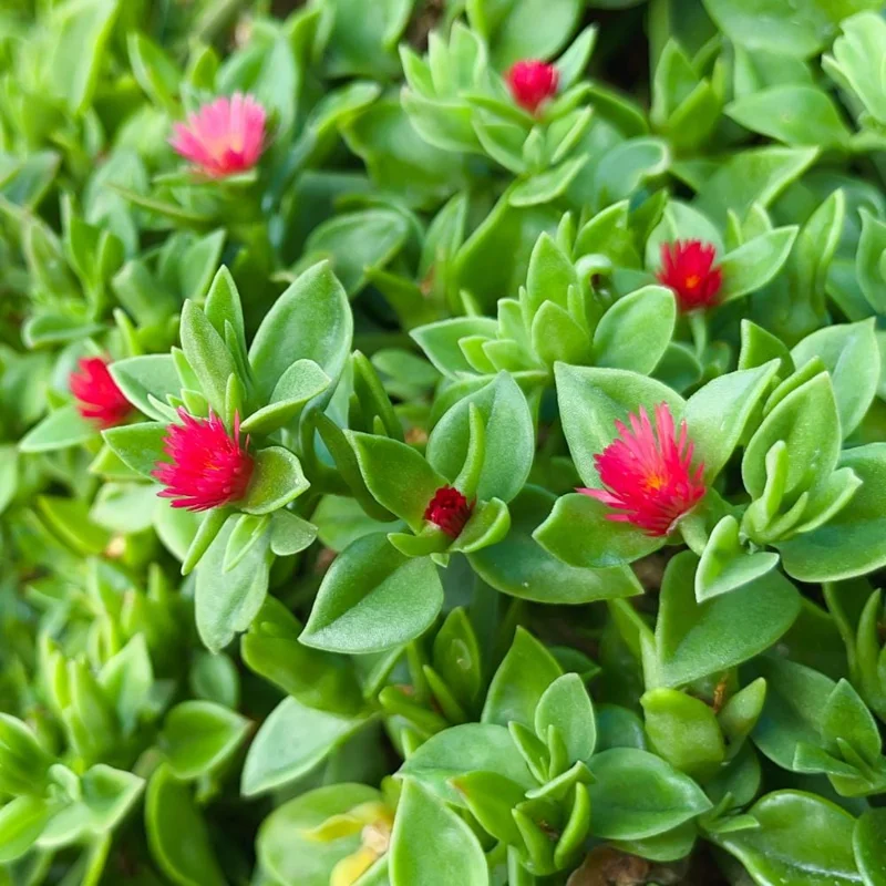 Baby Sun Rose Plant Live Succulent, 4'' Pot, Ice Plant Groundcover - Image 1