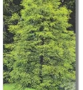 Bald Cypress Bareroot Seedlings – 5 Pack, 1-2 ft Tall, Live Plant – USDA Zones 4-9 - Image 2