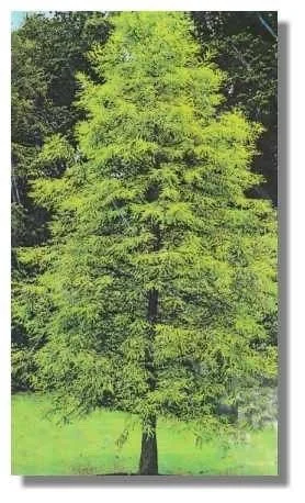 Bald Cypress Bareroot Seedlings – 5 Pack, 1-2 ft Tall, Live Plant – USDA Zones 4-9 - Image 2