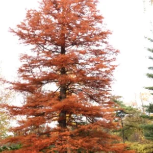 Bald Cypress Live Plant - Quart Pot - Deciduous Conifer Tree - Outdoor - Image 3