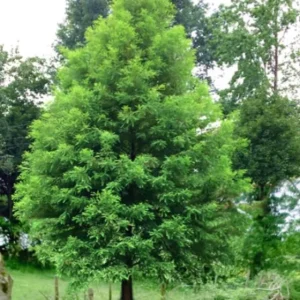 Bald Cypress Live Plant - Quart Pot - Deciduous Conifer Tree - Outdoor - Image 4