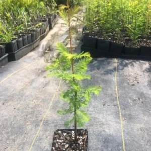 Bald Cypress Live Plant - Quart Pot - Deciduous Conifer Tree - Outdoor - Image 6