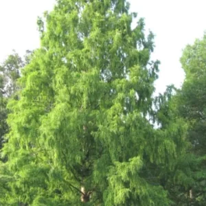 Bald Cypress Live Plant - Quart Pot - Deciduous Conifer Tree - Outdoor - Image 7