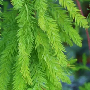 Bald Cypress Live Plant - Quart Pot - Deciduous Conifer Tree - Outdoor - Image 8