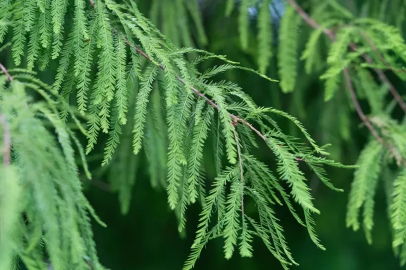 Bald Cypress Live Tree – 18-24" Tall, Quart Pot – Outdoor Deciduous Conifer - Image 2