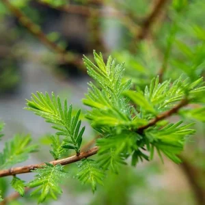 Bald Cypress Live Tree – 18-24