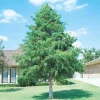 Bald Cypress Live Tree – 18-24" Tall, Quart Pot – Outdoor Deciduous Conifer - Image 1