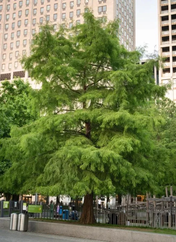 Bald Cypress Live Tree – 18-24" Tall, Quart Pot – Outdoor Deciduous Conifer - Image 5