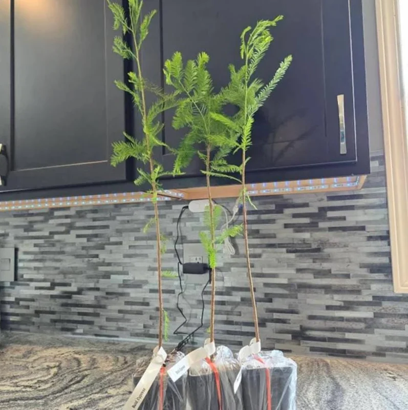 Bald Cypress Live Tree – 18-24" Tall, Quart Pot – Outdoor Deciduous Conifer - Image 6