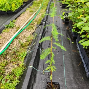 Bald Cypress Live Tree – Taxodium Distichum – 6-10