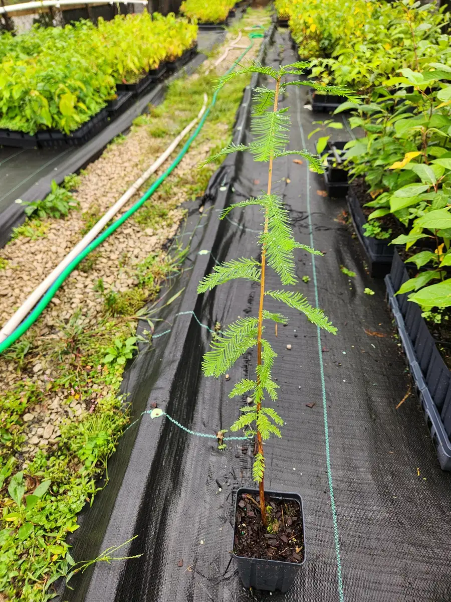 Bald Cypress Live Tree – Taxodium Distichum – 6-10" Tall – 4" Container – Outdoor Ornamental - Image 2