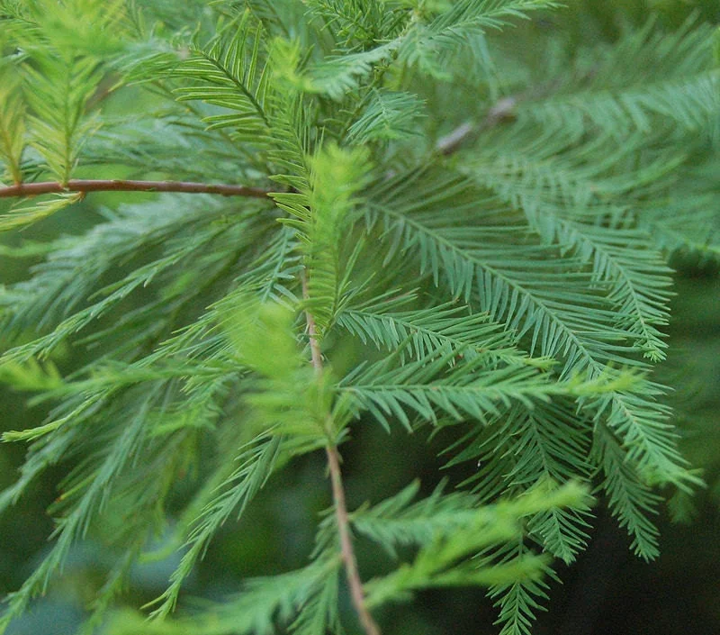 Bald Cypress Live Tree – Taxodium Distichum – 6-10" Tall – 4" Container – Outdoor Ornamental - Image 1