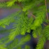 Bald Cypress Live Tree – Taxodium distichum – Up to 4 ft Tall – Outdoor - Image 1